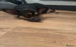 Mixed Breed dogs for sale: Beautiful puppies - Image 1