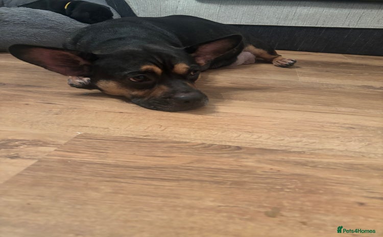 Mixed Breed dogs - Advert 6