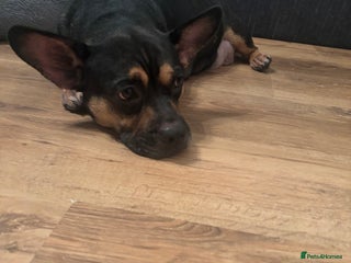 Mixed Breed dogs for sale - Advert 1