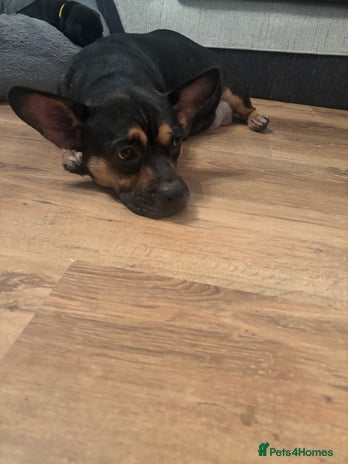 Mixed Breed dogs - Advert 15