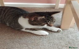 Mixed Breed cats for sale: Lovely bengal x boy for sale. in Plymouth - Image 6