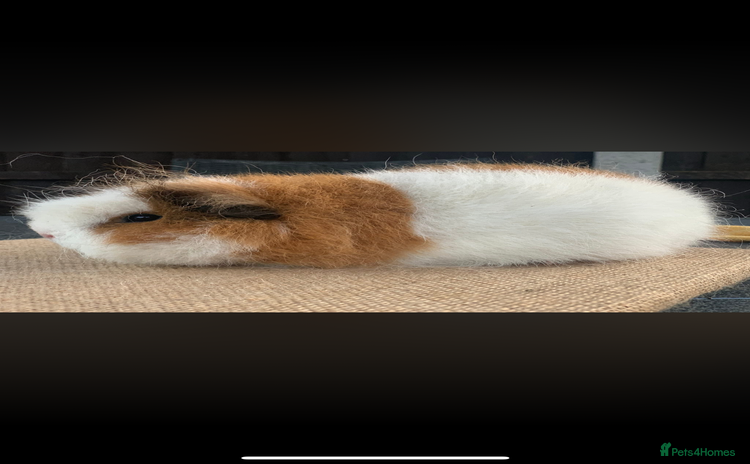 Guinea Pig rodents - Advert 7