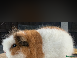 Guinea Pig rodents - Advert 1