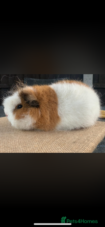 Guinea Pig rodents - Advert 4