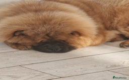 Chow Chow dogs for sale: Chow chow - Image 3