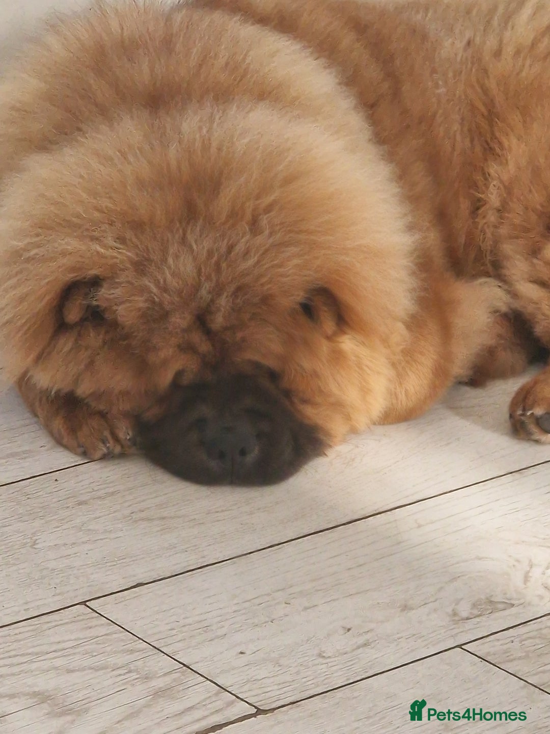 Chow Chow dogs for sale: Chow chow - Image 3