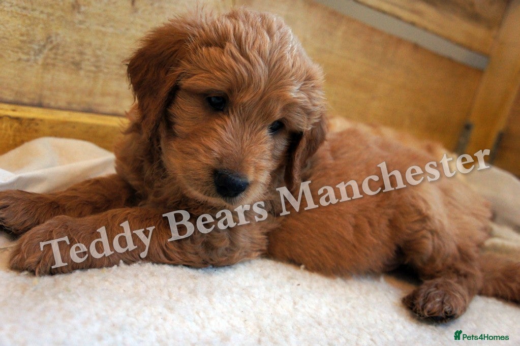 Mini Goldendoodle dogs Superb home-bred F1 Mini Goldendoodles KC parents - Advert 5