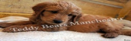 Mini Goldendoodle dogs for sale: Superb home-bred F1 Mini Goldendoodles KC parents - Advert 1