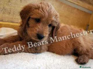 Mini Goldendoodle dogs Superb home-bred F1 Mini Goldendoodles - Advert 16