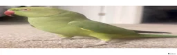 Ringnecks birds for sale: selling ringneck parakeet in Manchester - Advert 1