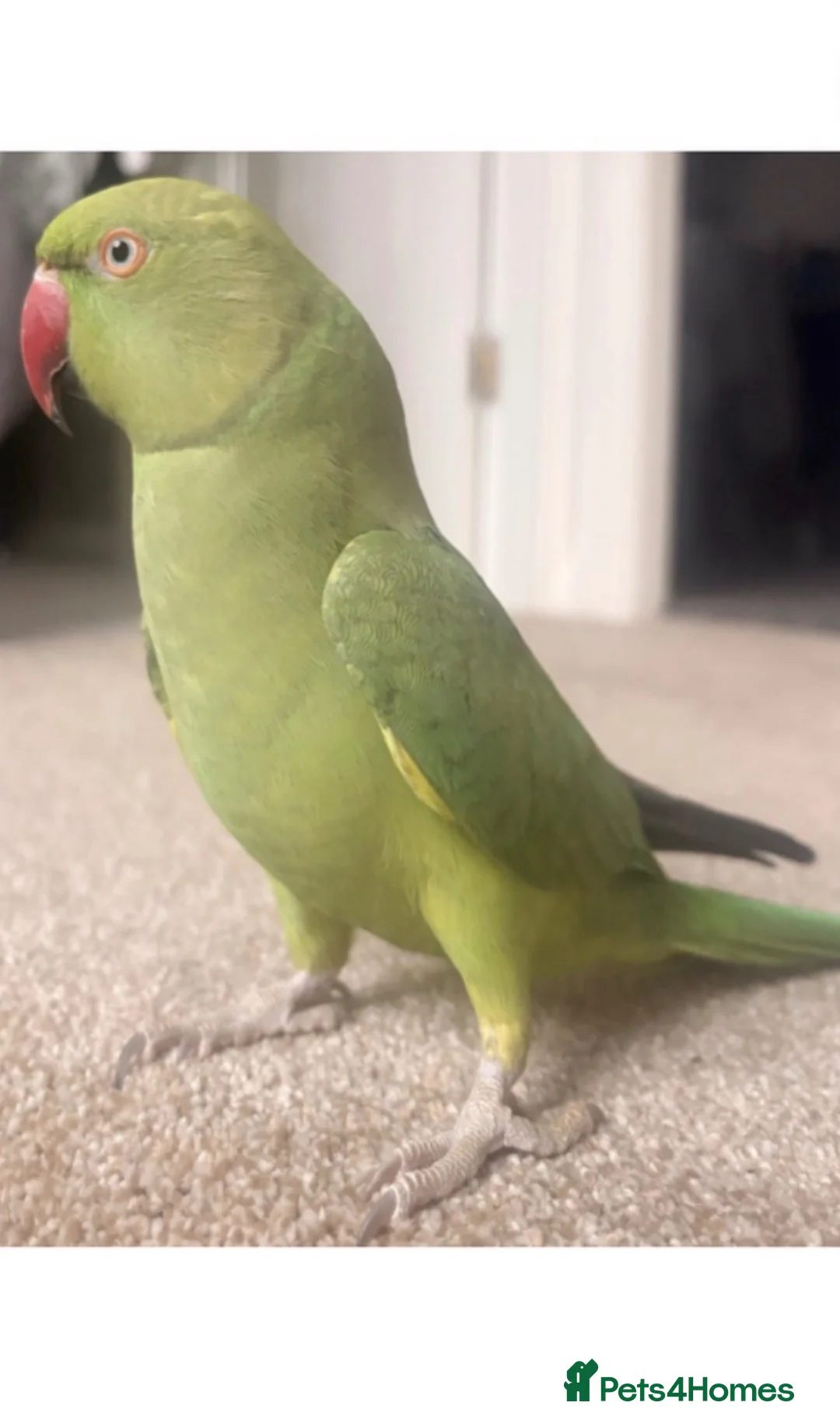 Ringnecks birds for sale: selling ringneck parakeet in Manchester - Advert 1