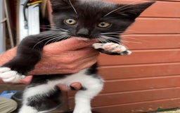 Mixed Breed cats for sale: 2 beautiful boy kittens 🐈‍⬛  - Image 2