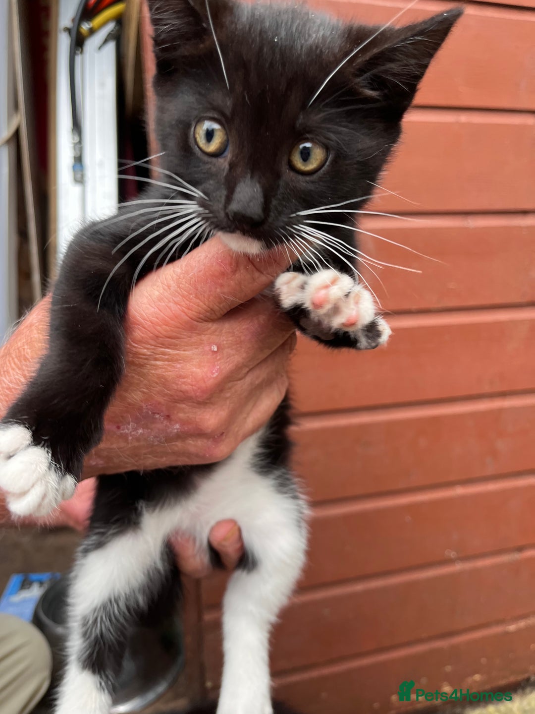 Mixed Breed cats for sale: 2 beautiful boy kittens 🐈‍⬛  - Image 2