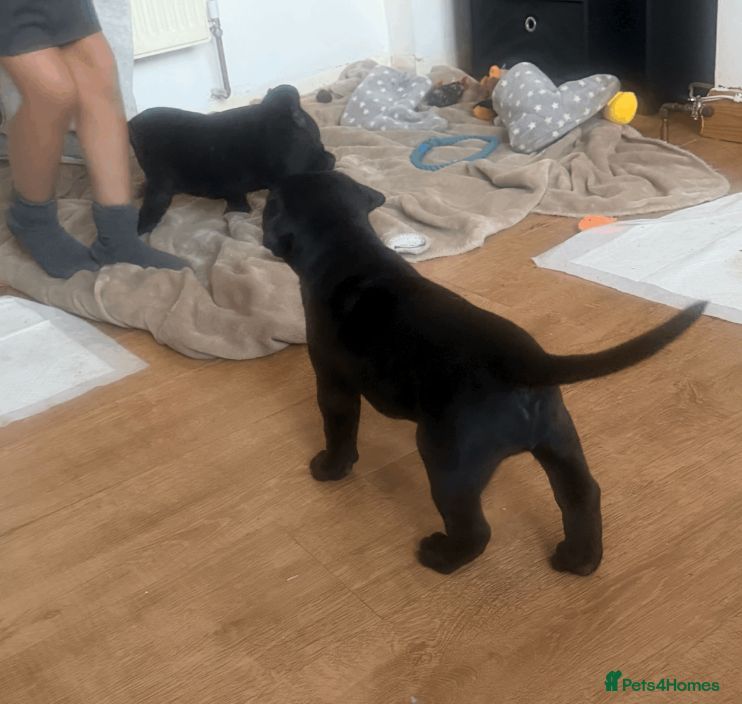 Presa Canario dogs for sale: 1 Male and 1 Female Quality Presa Canario Puppies in Solihull - Advert 15