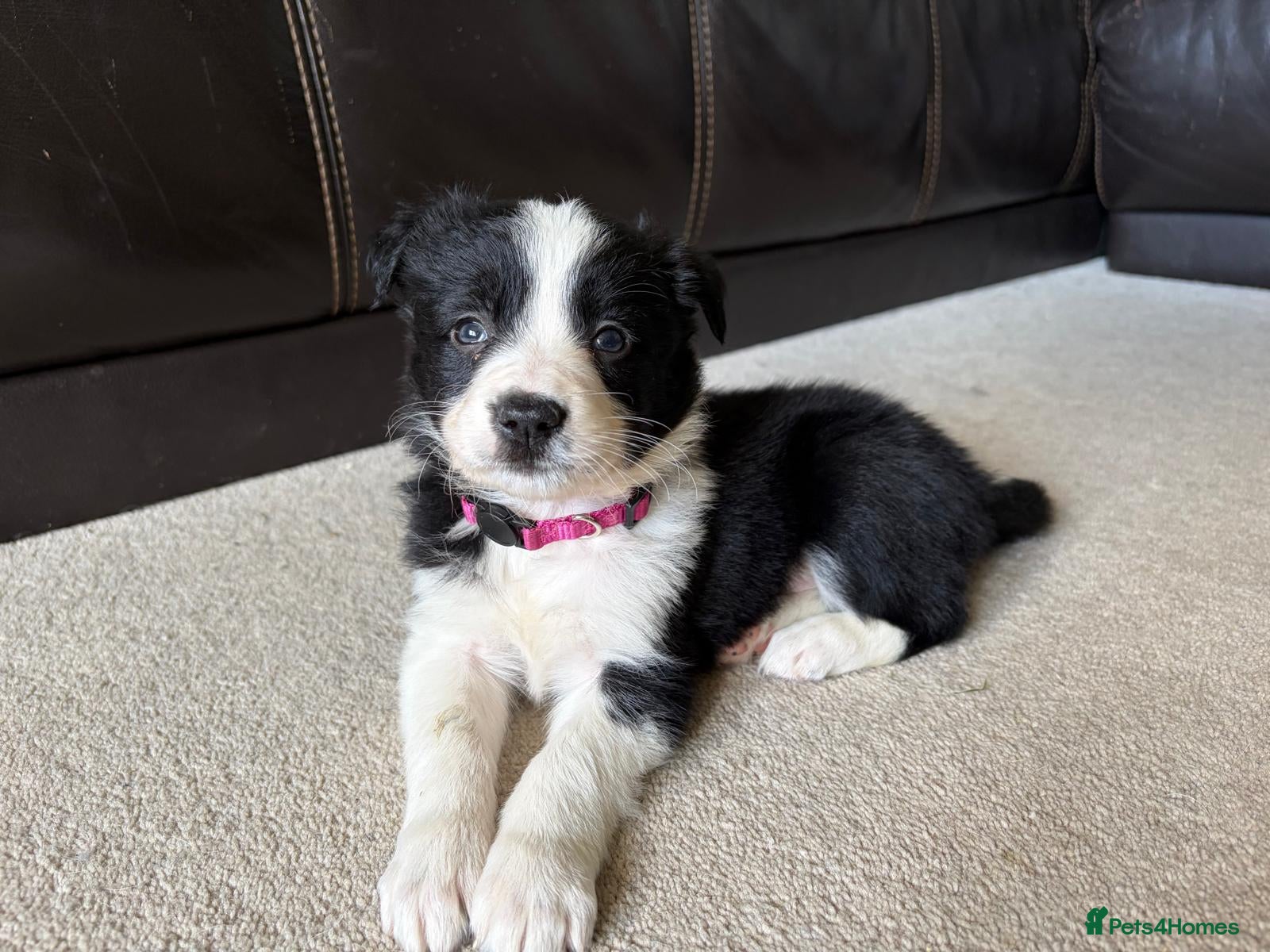Border Collie dogs Beautiful Border Collie Puppies in Grassington - Advert 2