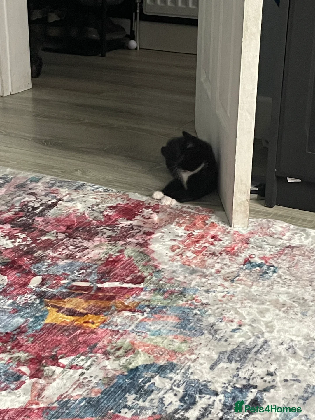 Mixed Breed cats for sale: 1 boy and 3 girls  - Advert 16