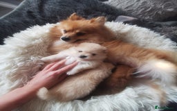 Pomeranian dogs for sale: Adorable Pomeranians 🩷🥰 - Image 10