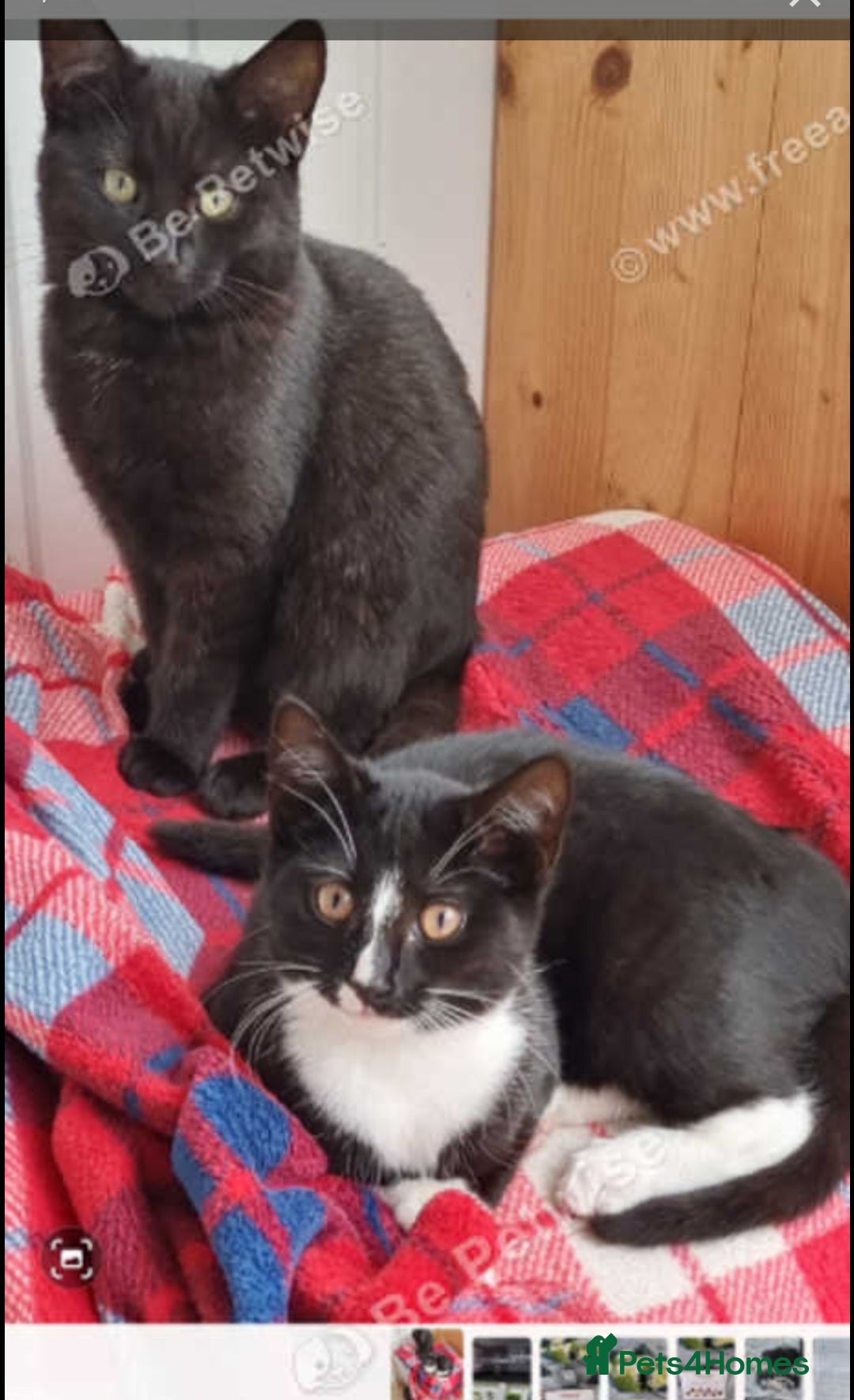 Domestic Shorthair cats for sale: kitten to sell  in Wolverhampton - Image 7