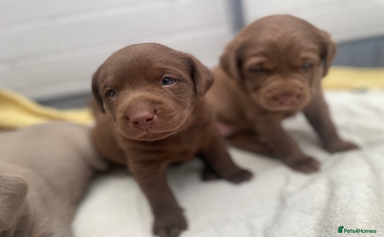 Labrador Retriever dogs - Advert 1