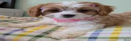Cavapoo dogs for sale: READY NOW F1B Cavapoo Puppies KC Parents - Advert 13