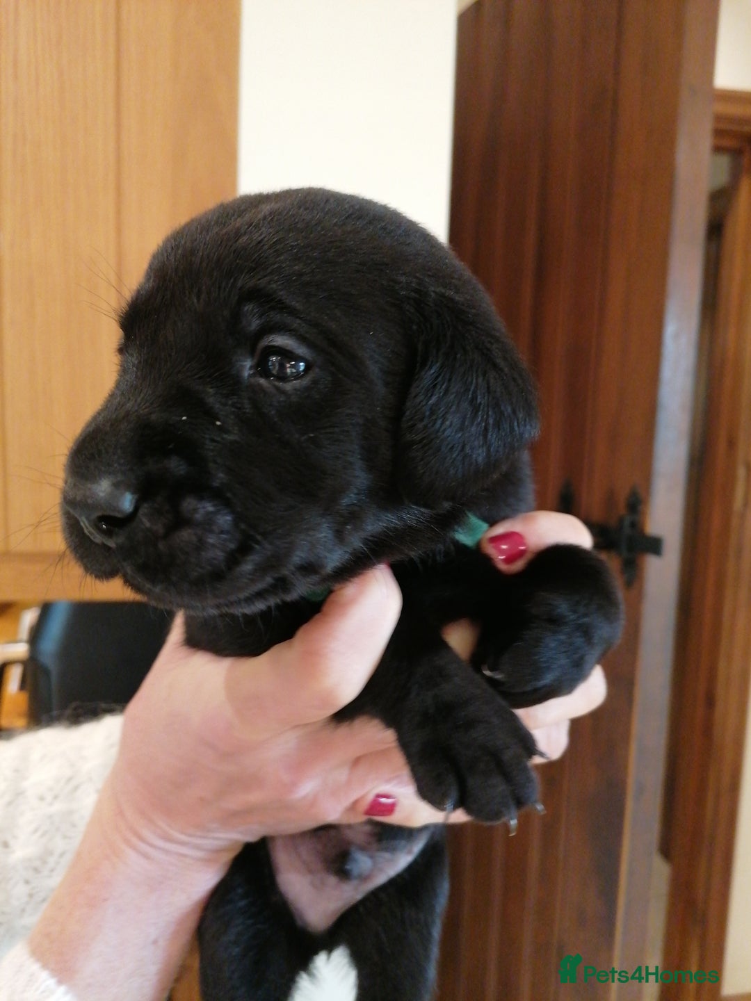 Labrador Retriever dogs for sale: KC registered, FtCH bloodline labradors  - Advert 13