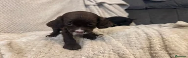 Cocker Spaniel 5
