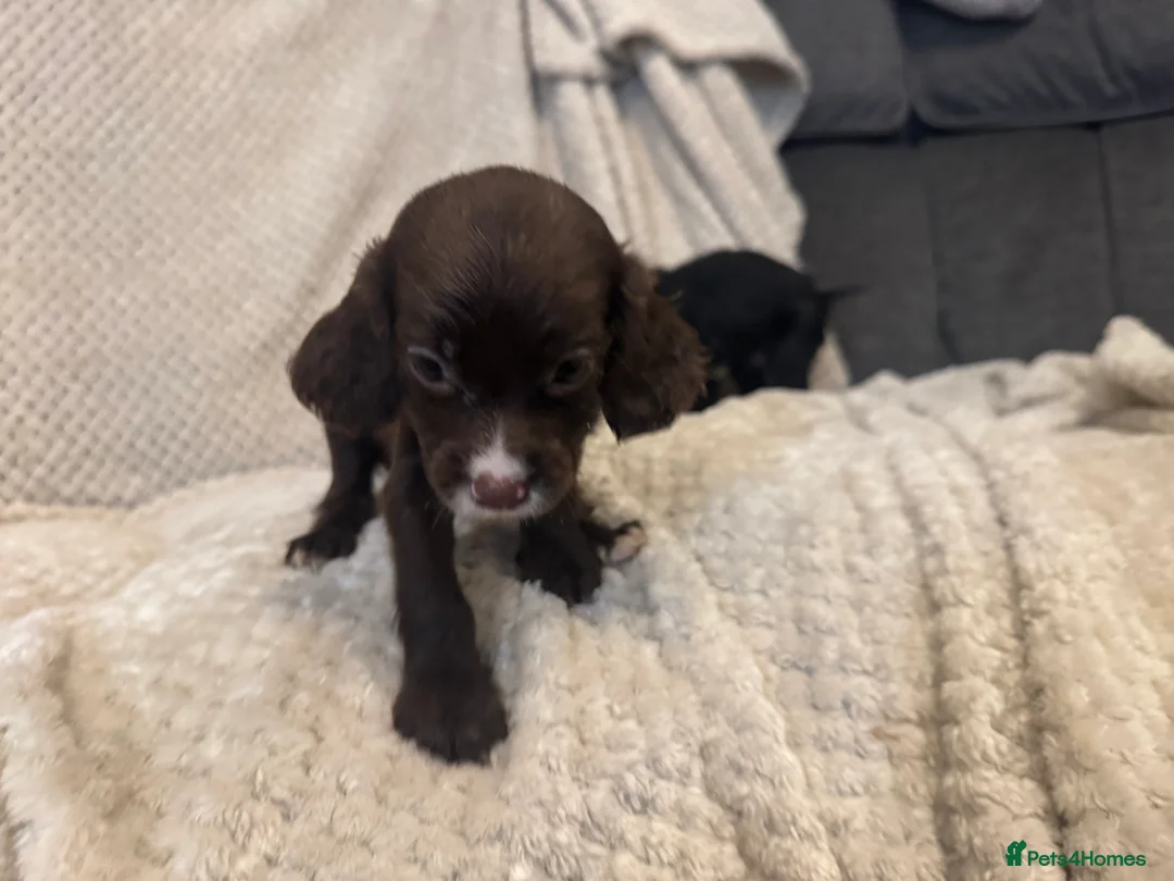 Cocker Spaniel dogs for sale: Working Cocker Spaniels in Spalding - Advert 2