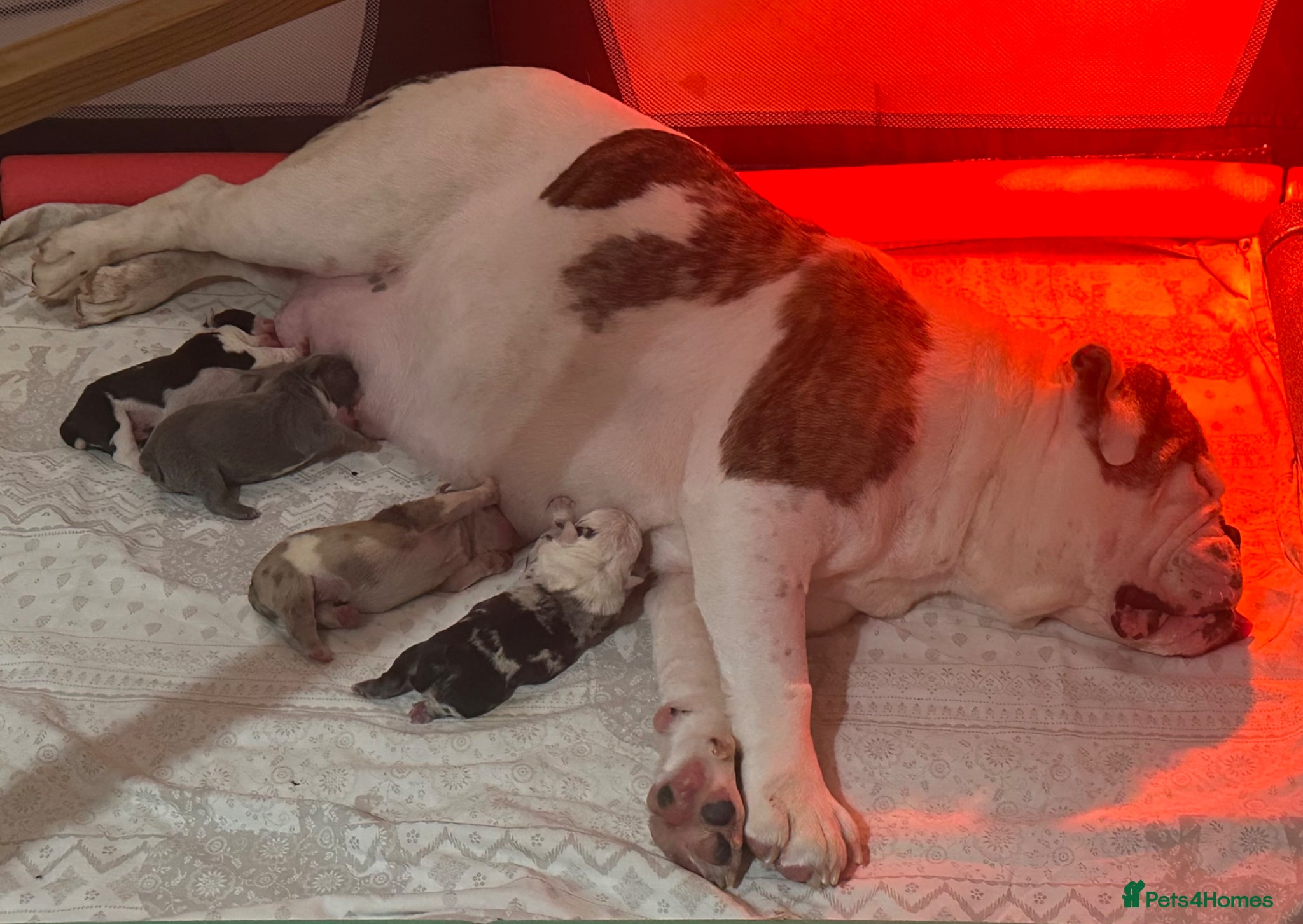 English Bulldog dogs for sale: 🐾 EXCEPTIONAL OLDE ENGLISH BULLDOG PUPPIES 🐾 - Advert 4