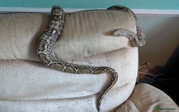 Boa Snake reptiles for sale: Hog Island Boa and vivarium - Image 2
