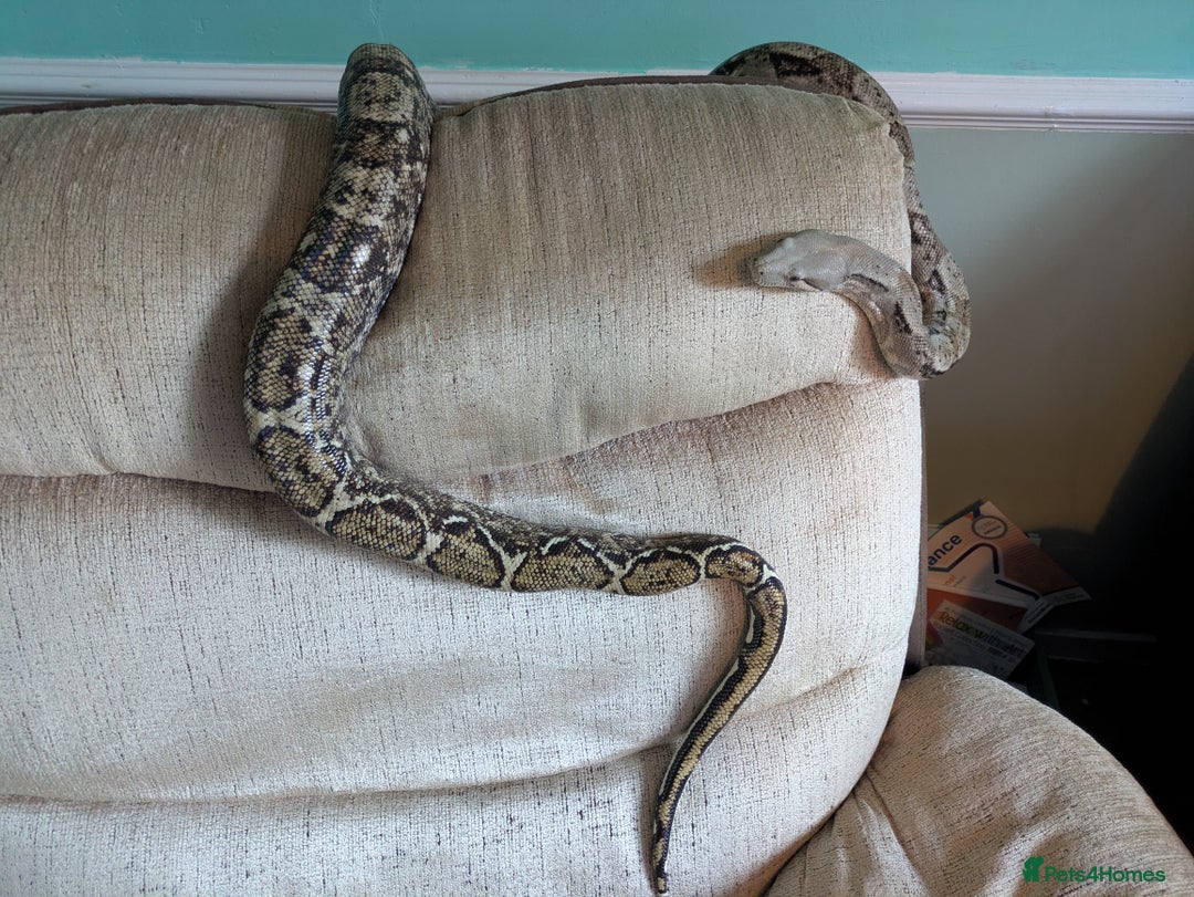 Boa Snake reptiles for sale: Hog Island Boa and vivarium - Image 2