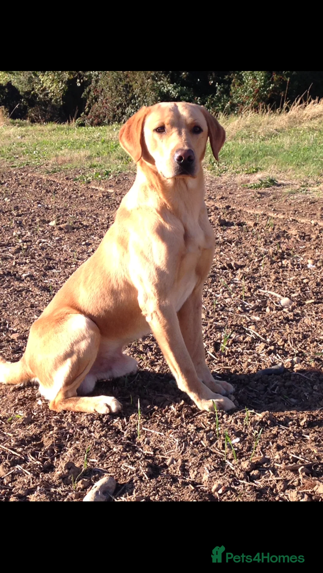 Labrador Retriever dogs for sale: KC REG YELLOW LABRADOR RETRIEVER PUPS - Advert 8