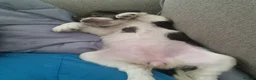 English Springer Spaniel dogs for sale: Liver and white springer spaniel - Advert 3