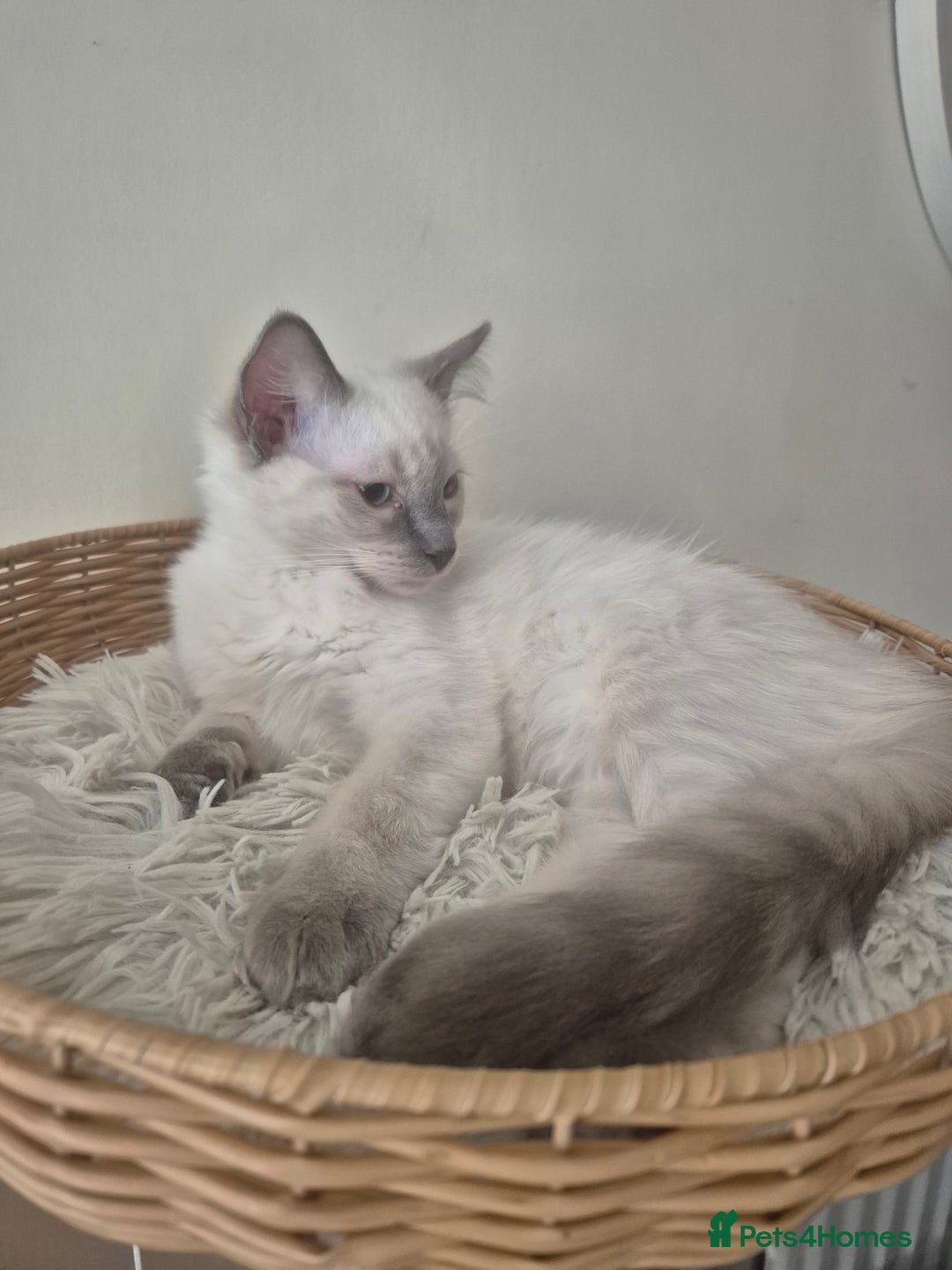 Ragdoll cats for sale: 4 energetic ragdoll fluffballs  - Image 3