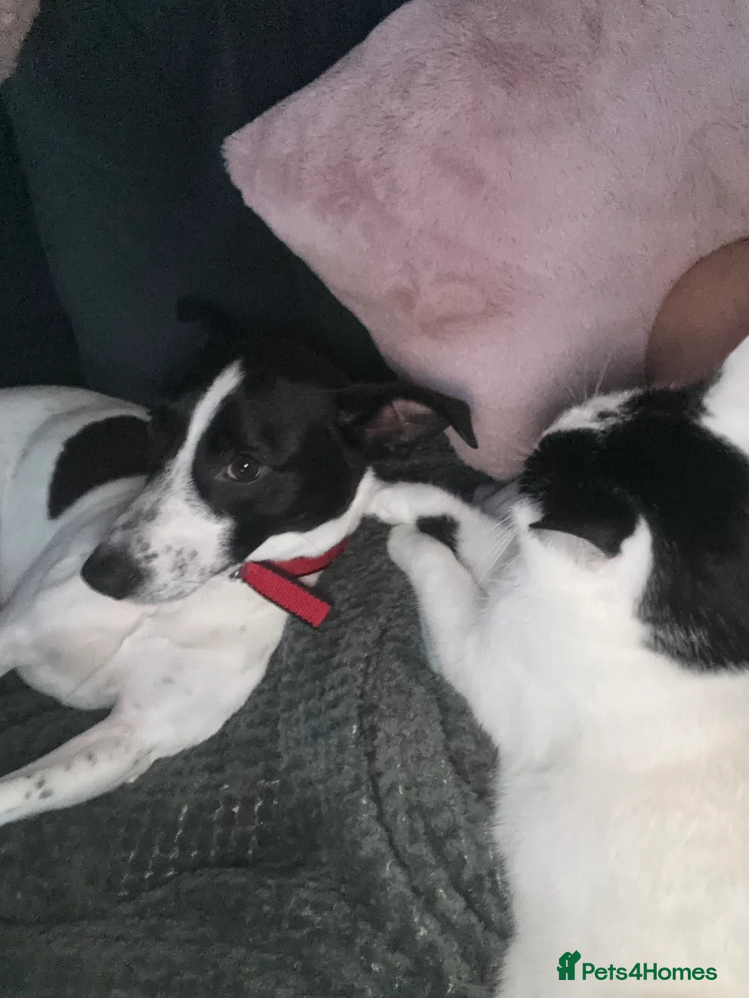 Mixed Breed dogs for sale: Please help Benny - Advert 2