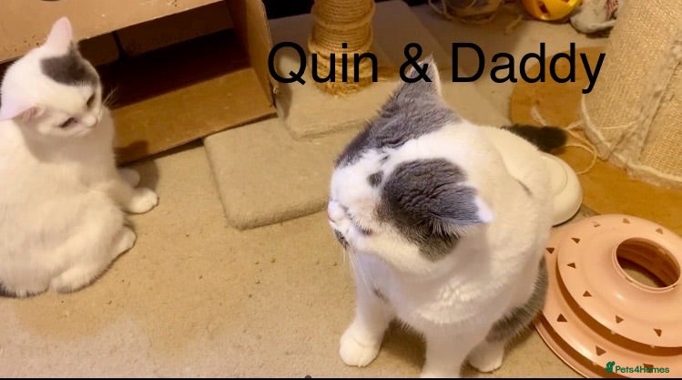British Shorthair cats Two GCCF Registered BSH Kittens Ready Now - Advert 1