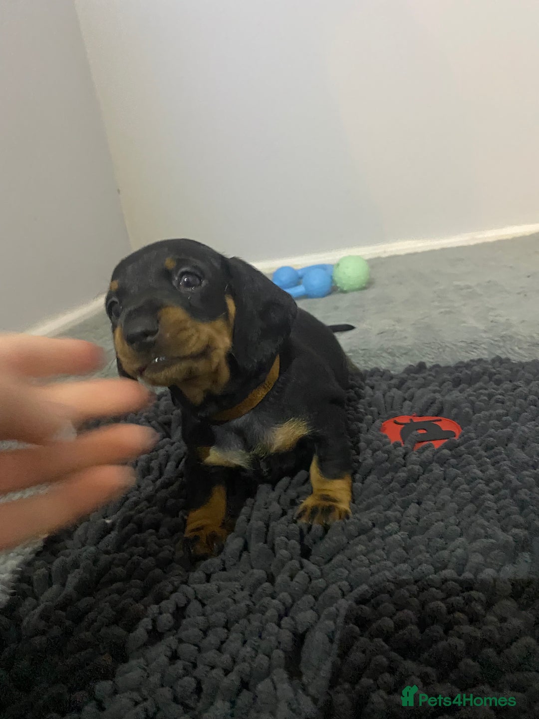 Dachshund dogs for sale: Dachshund puppys - Image 13