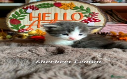 Maine Coon cats for sale: Stunning Xl Mainecoon Kittens  - Image 17