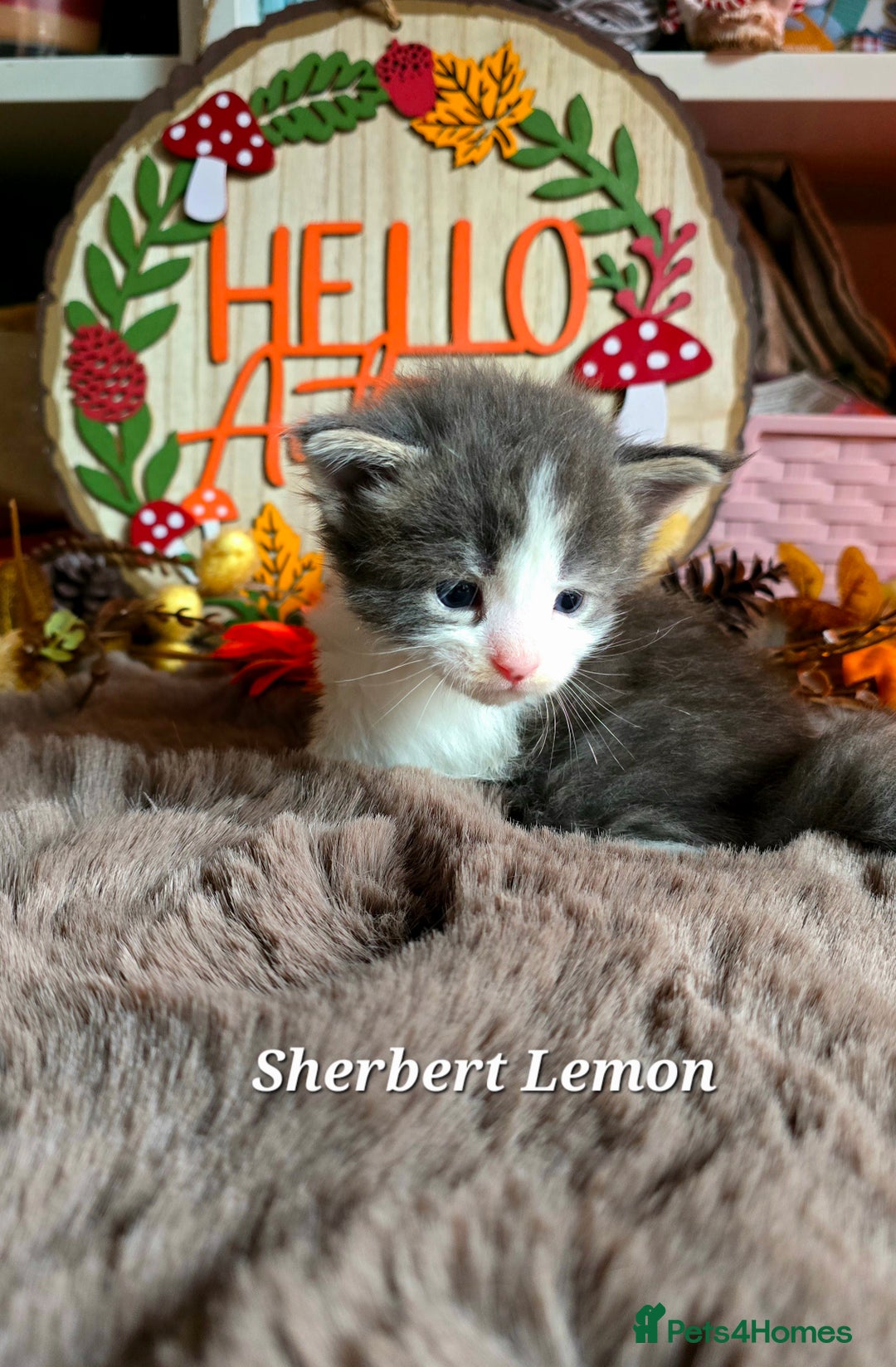 Maine Coon cats for sale: Stunning Xl Mainecoon Kittens  - Image 17