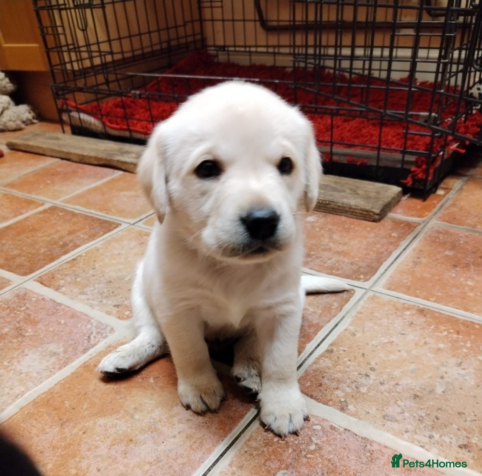 Labrador Retriever dogs Chunky Yellow & Black Labrador Puppies - Advert 10