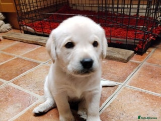 Labrador Retriever dogs Chunky Yellow & Black Labrador Puppies - Advert 3