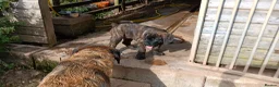 Mixed Breed dogs for sale: Saint Bernard Neapolitan x Boerboel Neapolitanbull - Advert 5