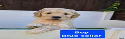 Goldendoodle dogs for sale: LAST girl left of Multigen.Goldendoodle Puppies!!! - Advert 38