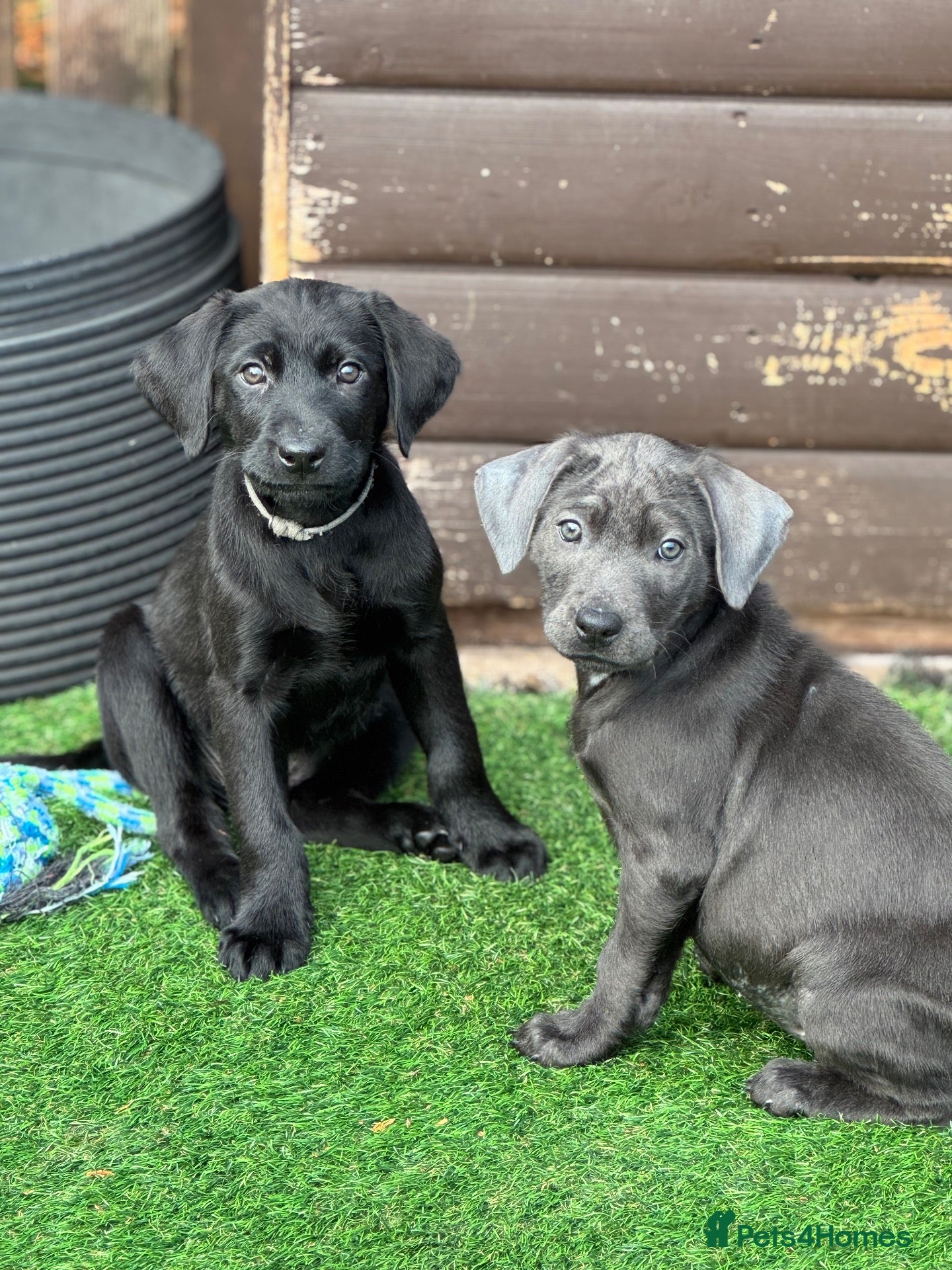 Labrador Retriever dogs for sale: 🐶 KC LABRADOR PUPPIES 🐶 - Advert 1