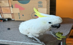 Cockatoo birds for sale: Percy the Cockatoo looking for loving new family.  - Image 3