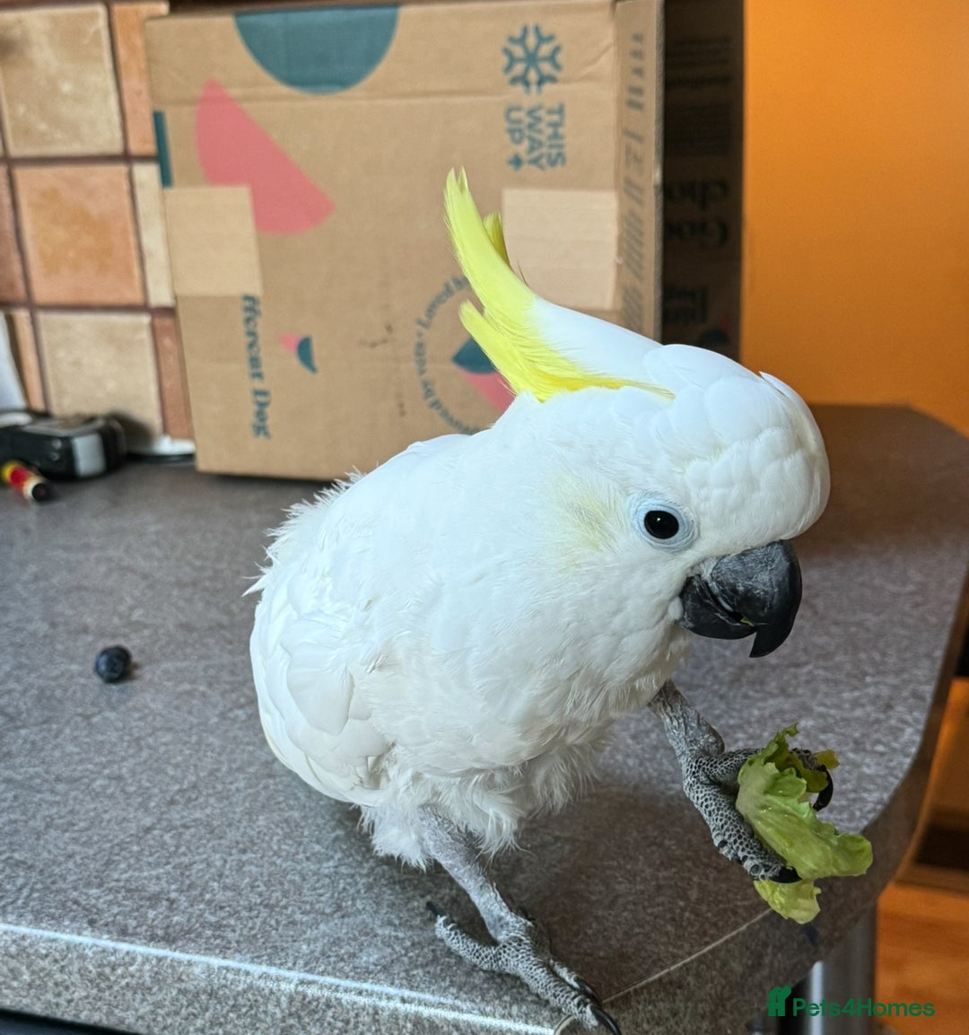 Cockatoo birds for sale: Percy the Cockatoo looking for loving new family.  - Image 3