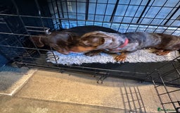 Miniature Dachshund dogs for sale: 2 Amazing Girls - Advert 11
