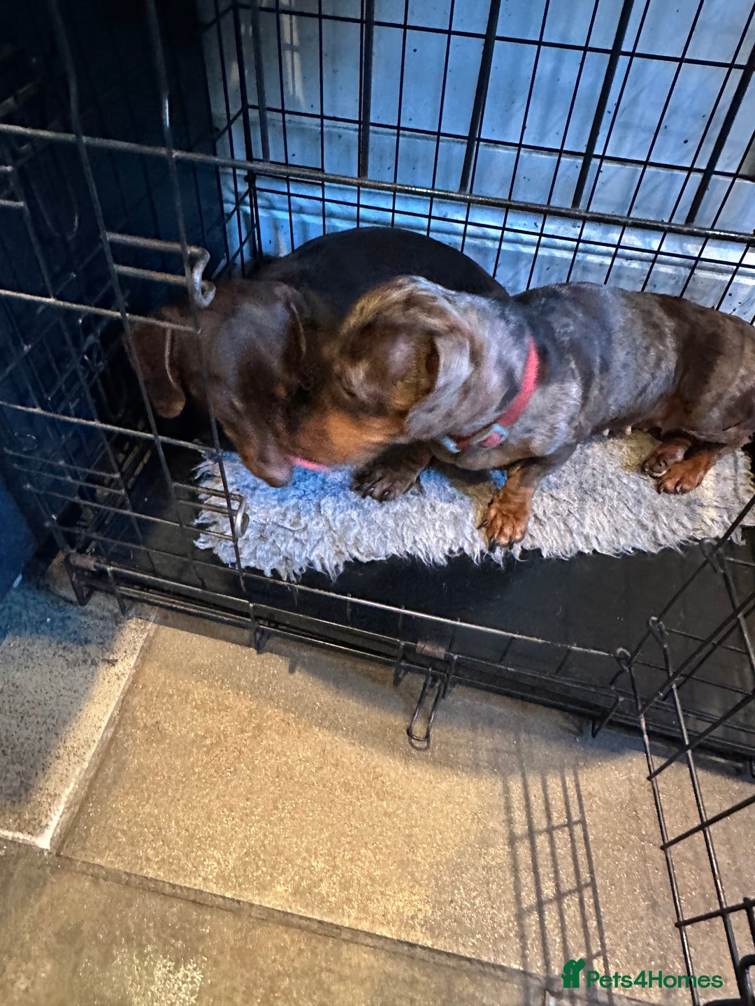 Miniature Dachshund dogs for sale: 2 Amazing Girls - Advert 11
