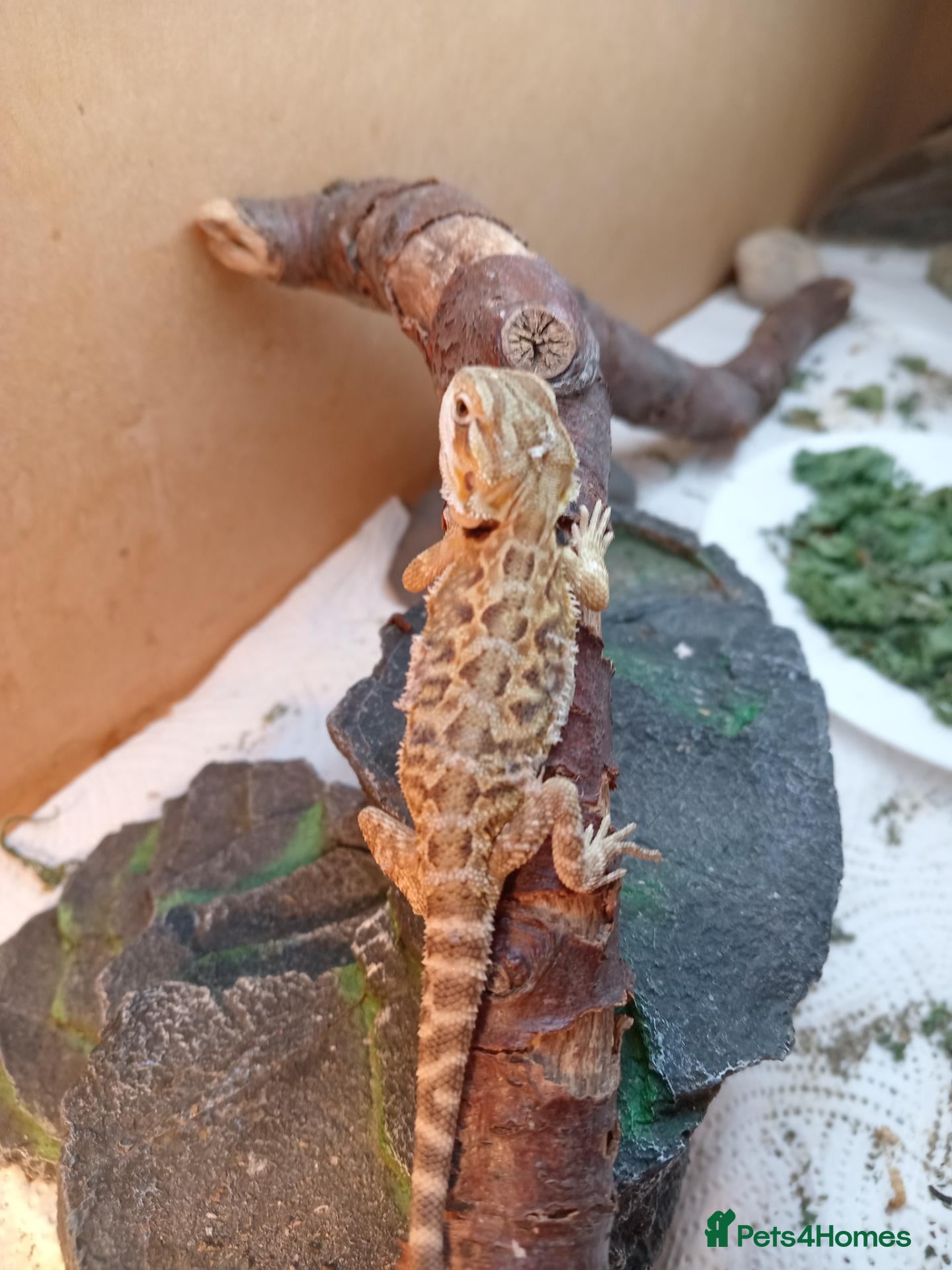 Bearded Dragon reptiles Beautiful baby  - Advert 1