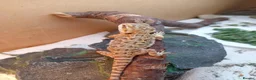 Bearded Dragon reptiles for sale: Beautiful baby  - Advert 6
