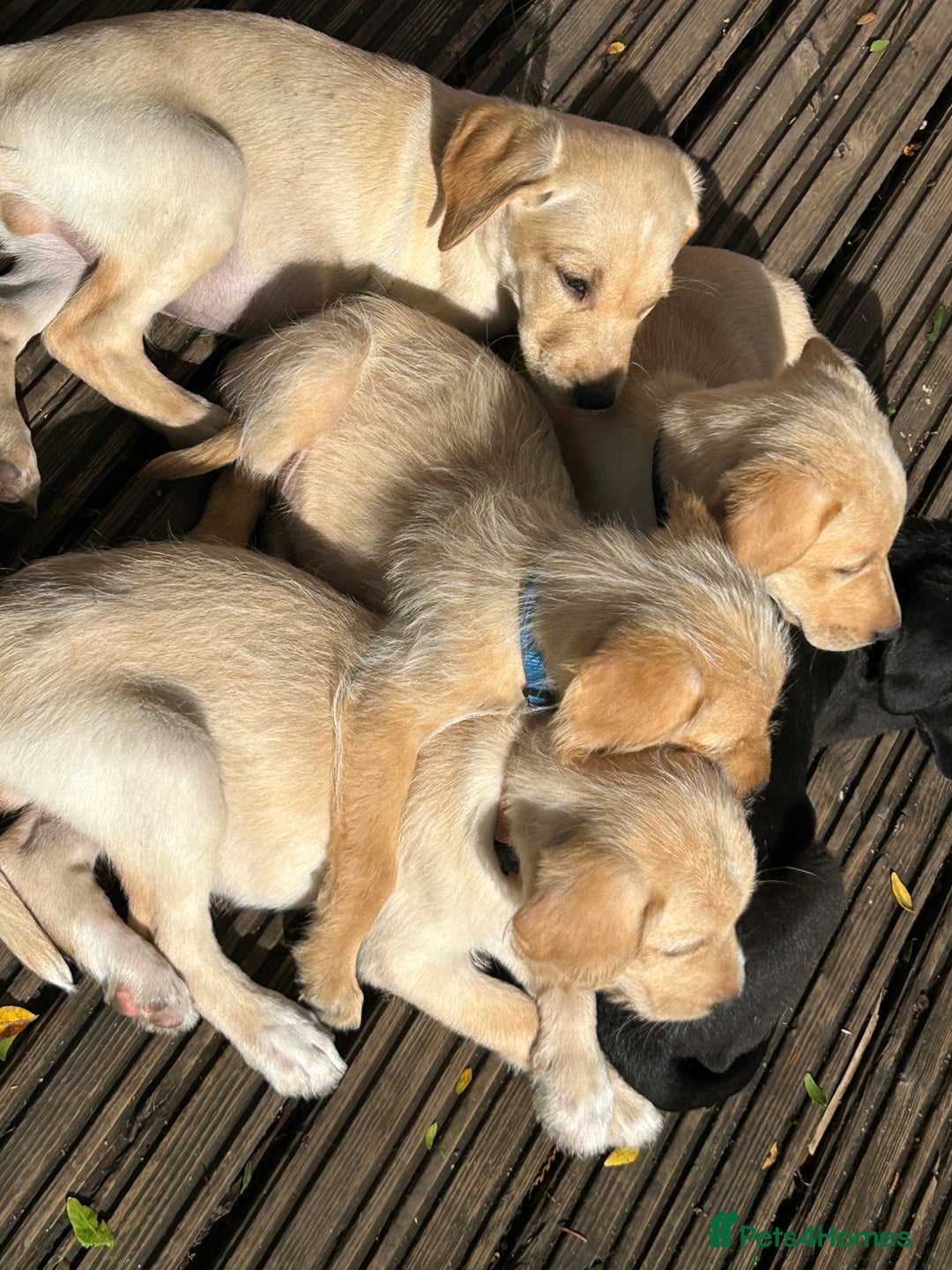 Mixed Breed dogs for sale: 3/4 Labrador 1/4 German wire hair pointer  - Image 37